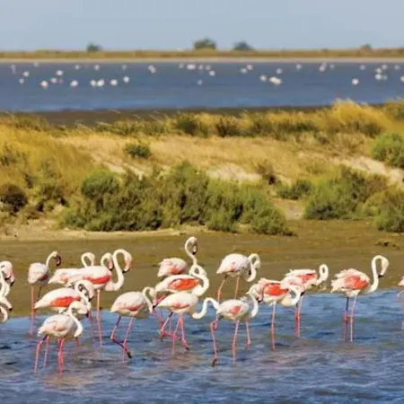 Apartment Echappee Marine - Du Grau-du-roi *